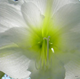 Fresh Spring Beauty