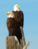 american eagle 3 jpg.jpg