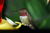 annas hummingbird.jpg