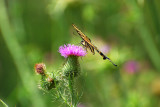 swallowtail eldorado park nature center.jpg