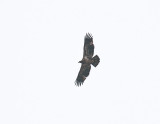 Immature Bald Eagle (Haliaeetus leucocephalus)