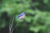 Eastern Bluebird (Sialia sialis)