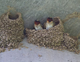 Cliff Swallows (Petrochelidon pyrrhonota)