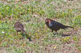 Brown-headed Cowbirds (Molothrus ater)