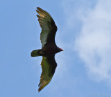 Turkey Vulture (Cathartes aura)