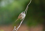 White-crowned Sparrow (Zonotrichia leucophrys)