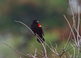 Red-winged Blackbird (Agelaius phoeniceus)