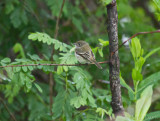 Least Flycatcher (Empidonax minimus) - tentative ID