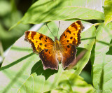 Comma or Hop Merchant (Polygonia comma)
