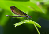 Ebony Jewelwing (Calopteryx maculata)