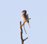 Eastern phoebe (Sayornis phoebe)