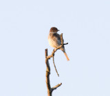 Eastern phoebe (Sayornis phoebe)