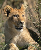 Young lion