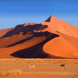 Springboks walking in the Namib desert dunes