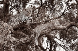 Leopards 16