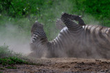 Action 05 - Zebra rolling in the dust