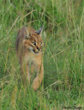 Action 13 - Caracal walking in the savannah