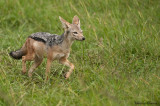 Action 15 - Jackal running after his dinner