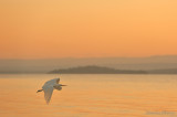 Great Egret Flying early in the morning
