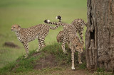 3 Cheetahs brothers