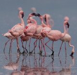 Action 22 - Flamingos squabbles !