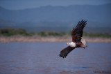 Action 26 -Fish-eagle