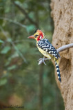 Barbican - Red and Yellow Barbet