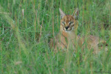 Very rare CARACAL