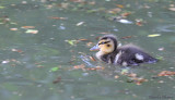 Caneton -Duckling