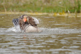 Greylag Goose - Oie cendre
