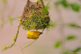 Tisserin du Cap -Ploceus capensis - Cape Weaver