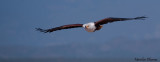 African Fish-Eagle - Pygargue