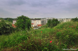 Bucolic in the city - 03