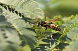 gupe -Wasp