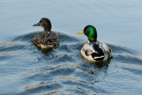 couple of ducks