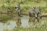 Zebras social life