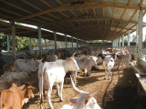 586 Cattle standing around at dairy.jpg