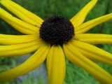 Black Eyed Susan.jpg