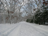 February Snowstorm.jpg