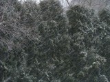 Snowfall.jpg