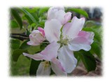 Apple Blossom II.jpg