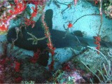 Nurse Shark