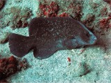 Greater Soapfish