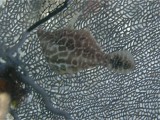 Slender Filefish in front of a Common Sea Fan