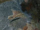 Slender Filefish (sideon)