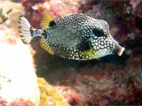 Smooth Trunkfish