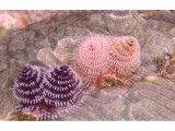 Christmas Tree Worms