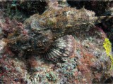 Spotted Scorpionfish