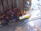 DSC05704.jpg