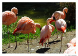 Flamingos.8695.jpg